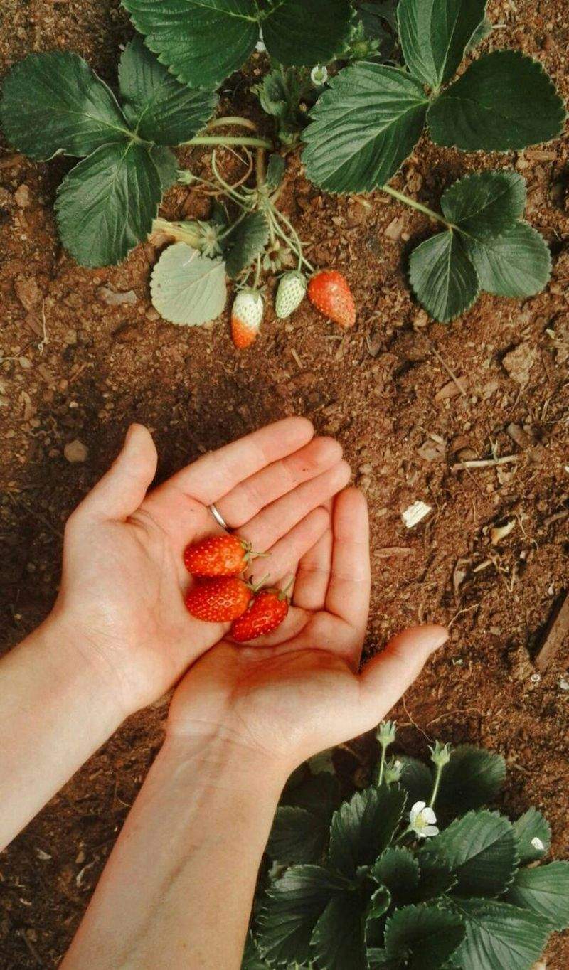 春の植栽で庭をやさしく整えるポイント